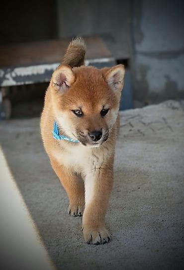 kucice za pse subotica: Odgajivačnica 'Kami's little fellows' predstavlja vrhunsko leglo Shiba — 6