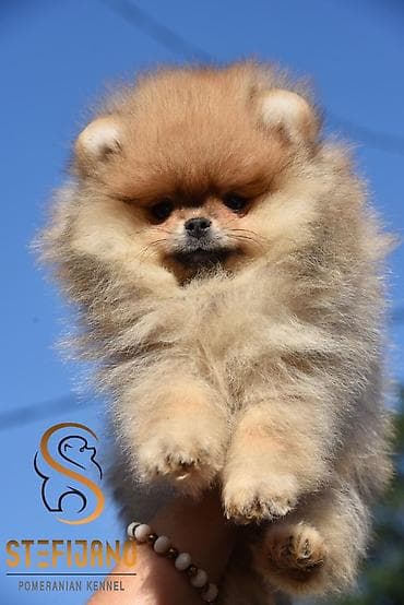 malinoa stenci slike: Pomeranac Boo. Vrhunski stenci pomeranca, minijaturnog patuljastog — 5