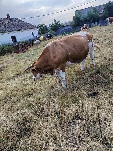 domaće ćurke prodaja: Krava na prodaju 600kg — 5