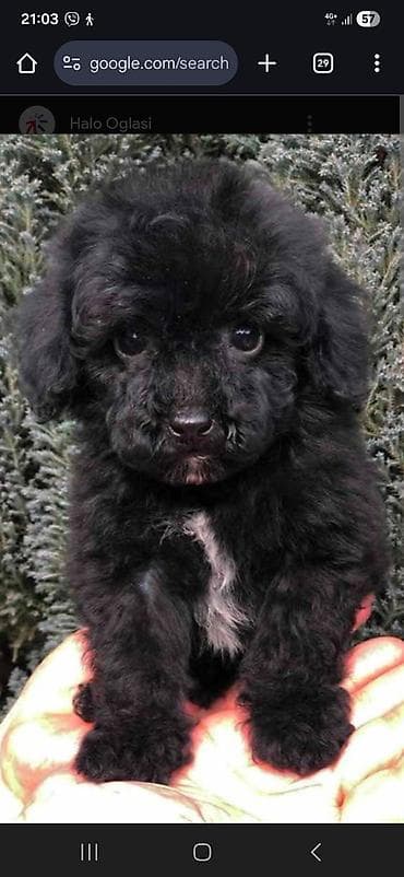 sarplaninac cena: Trazim da udomim ili kupim po pristupacnoj ceni za kucnog ljubimca — 1