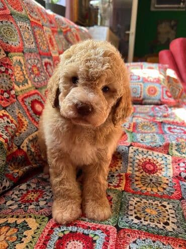 golubovi kupujem prodajem 2 strana: Nasa odgajivacnica lagotto romagnolo pasa A GANG OF LAGOTTA FCI 7244 — 12