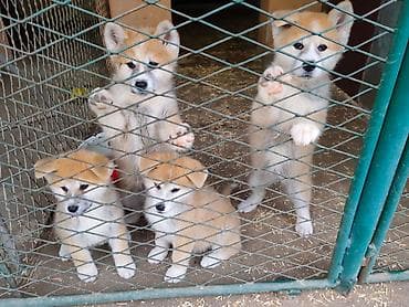 vucjak na prodaju: Japanska Akita (Akita Inu) stenci spremni za preuzimanje, vakcinisani — 1