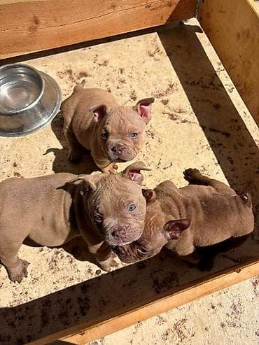 njuškalo psi pekinezeri na poklon: American bully exzotik-mikro štenci American bully exzotik-mikro sa — 2