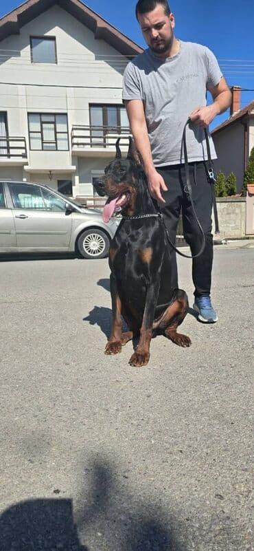 Psi: Mužijak dostupan za parenje T - Rex v Belic house Genetski testiran — 2