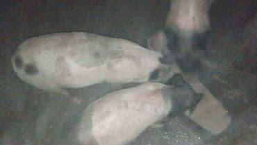 psi na poklon stenci: Na prodaju jedno prase 370 dinara — 3