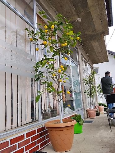 poklanjam drva za ogrev: Limun u saksiji – plodonosno drvo - Vrsta: Citrus limon (limun) - — 1