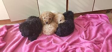 Mačke: Rasa: pudla (toy/mini tip) Štenci: više štenaca u leglu, crne i — 3