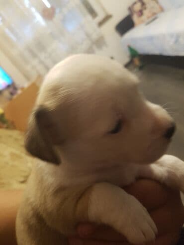 Cats: Stene staforda - Starost: mesec dana ženka samo danas 60e poslednja — 4