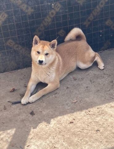 mali psi na poklon novi sad: Shiba inu stenci na prodaju, muskog i zenskog pola, crvene boje — 4