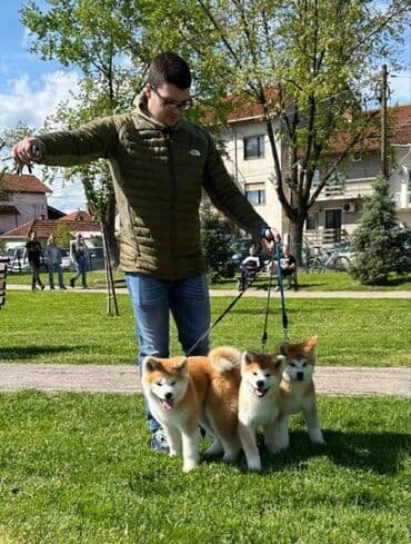 psi pomeranci na poklon: Stenci akita inu-Japanski Sashatoshi odgajivačnica Japanskih akita — 1