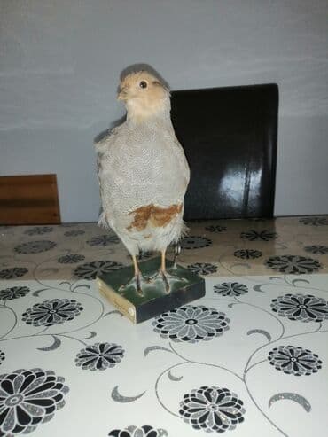 Preparirana ptica — 10