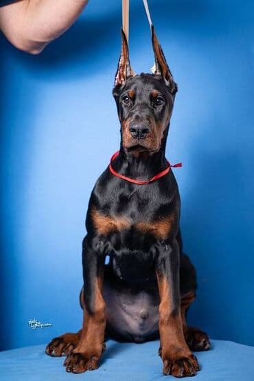 štenci nemačkog ovčara: GROM Doberman Kennel predstavlja stenad iz linijskog parenja Pride of — 6