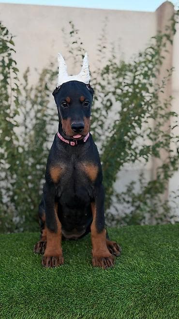 labrador na poklon: Doberman ženka Dark Imperium doberman kennel Oštenjena 27.05 — 3