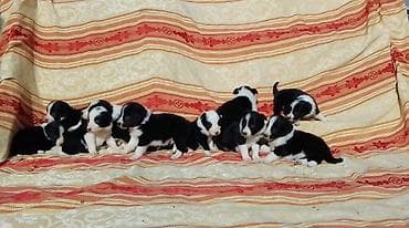 samojedi psi: Border koli (collie) štenad. Aspri Eklesija Kennel (odgajivačnica) — 2