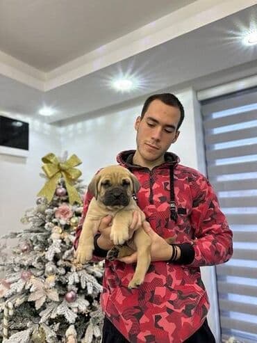 haski štenci prodaja: Presa canario stenci vrhunskog kvaliteta i porekla registrovana — 4