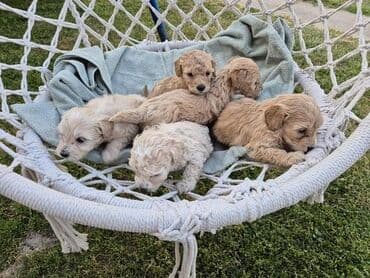 stenci na poklon beograd: Maltipoo štenci MALTIPOO štenci izuzetnog kvaliteta i izgleda, veoma — 5