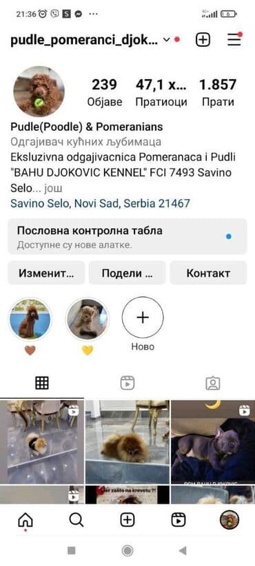 pomeranci na poklon: Odgaivacnica ekskluzivnih pomeranaca i pudli registrovana u FCI savezu — 8