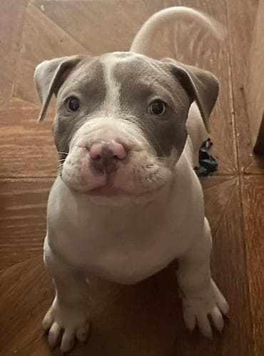 american bully prodaja: American bully štenci – vrhunski kvalitet Na prodaju tri prelepe ženke — 4
