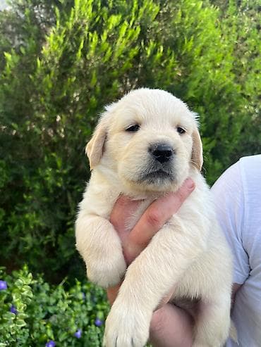 ljubimci na poklon: Na prodaju stenci Zlatnog retrivera ostenjeni 19.01.2026. Stenci su — 8