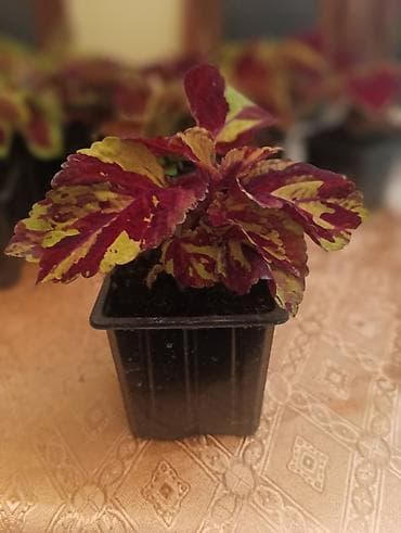 cvece debela koka: Koleus (Coleus, ukrasna kopriva) – rasad u saksijama - Raznobojne — 5