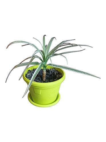 plafonski lusteri za dnevnu sobu: Sobna biljka Dracena (variegata) u saksiji - Dekorativna dracena sa — 2