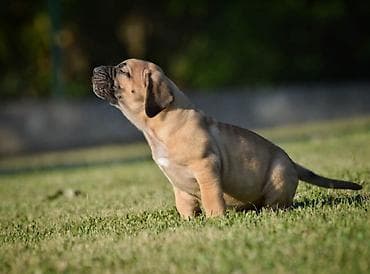 feisty pets: Na prodaju stenci Presa Canario izuzetnih krvnih linija, sa ozbiljnim — 2