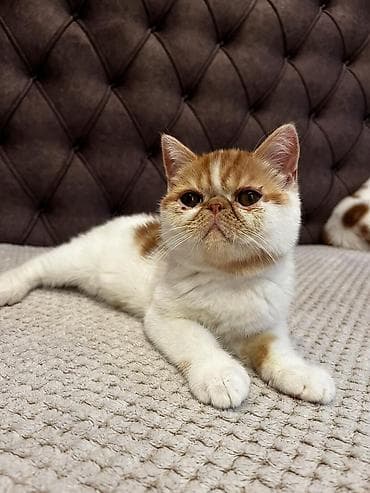 drvo maca: Na prodaju egzotični kratkodlaki mačići (Exotic Shorthair) — 3