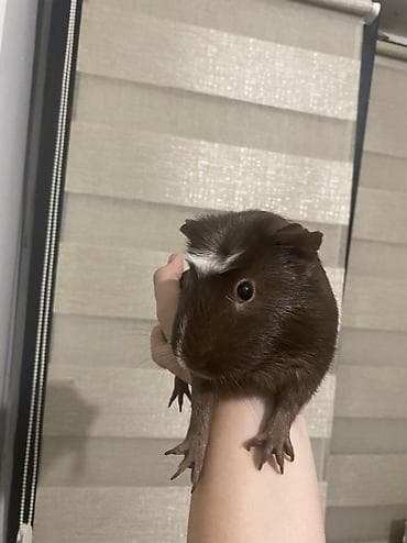 mini maltezer mali psi za stan na poklon: BESPLATNO Pozeljno je uzimati ih sve zajedno zato sto su bondovani,3 — 4