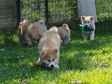 vucjak na prodaju: Japanska Akita (Akita Inu) stenci spremni za preuzimanje, vakcinisani — 5