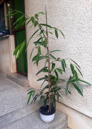 sinsay stalak za cvece: Tamno zeleni Benžamin Bendžamin (ficus benjamin) je dekorativna sobna — 3