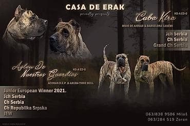 Štenci Presa Canario, ostenjeni 24.5.2023 godine. Kuba Kira je rođena na lalafo.rs Štenci Presa Canario, ostenjeni 24.5.2023 godine. Kuba Kira je rođena