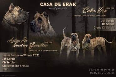 Psi: Štenci Presa Canario, ostenjeni 24.5.2023 godine. Kuba Kira je rođena — 1