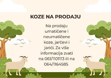 novi kavezi za koke nosilje: Koze na prodaju – umatičene i neuma­tičene. Dostupne su koze, jarčevi — 1