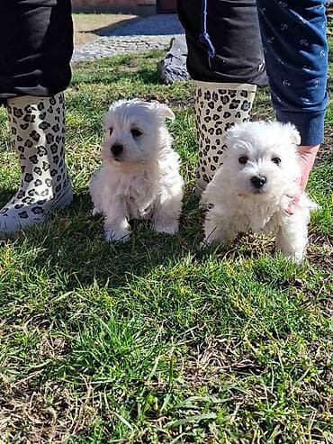 Psi: Zapadno škotskog belog terijera "W E S T I " stari 2 meseca — 2