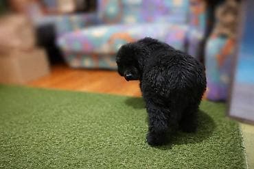 Ptice: Na prodaju štenci njufaundlendera, odličnog kvaliteta. Za više — 3