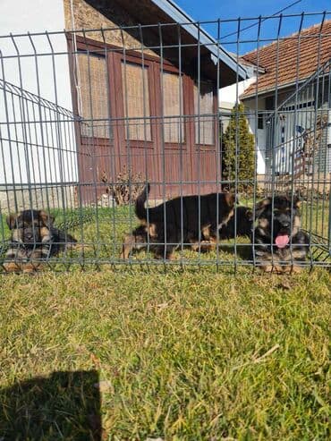 Životinje: Odgajivacnica Nemackih Ovcara Winner Line iz Kraljeva predstavlja — 12