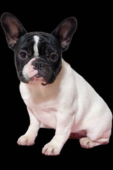 Psi: Stenci stari 6 meseci,iz odgajivacnice Bresye Frenchie, gajeni u — 3