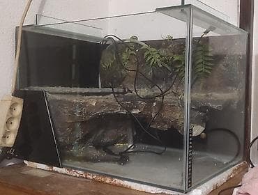 pekinezer na poklon: Akvaterarijum za kornjače sa uređenim kopneno‑vodenim delom - — 1