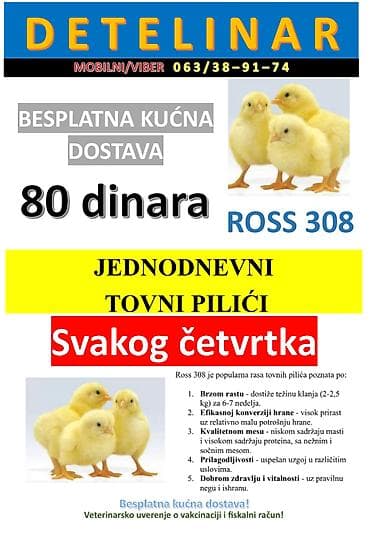 Oprema za kućne ljubimce: Jednodnevni tovni pilici na prodaju! Dostava do vase adrese je — 1