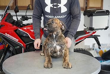 Psi: Sa ponosom predstavljamo vrhunske štence rase Južnoafrički mastif – — 3