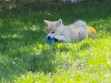 vucjak na prodaju: Japanska Akita (Akita Inu) stenci spremni za preuzimanje, vakcinisani — 6