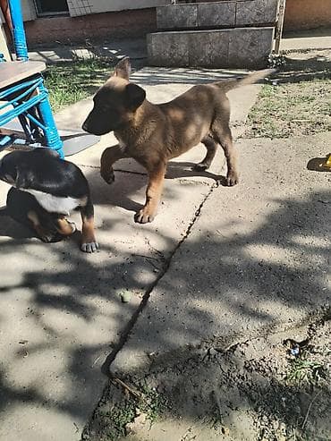 stenci vucjaka: Štenci malinoa - Više štenaca, vakcinisani i očišćeni od parazita — 1