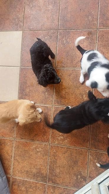 Poklanjam 5 štenaca, stara 3 meseca, majka Border koli. Štanci se