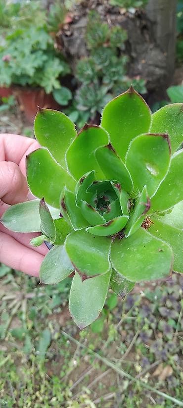 krevete i ugaonici: Sukulenti – čuvarkuće (Sempervivum) u saksiji - Više rozeta u jednoj — 5
