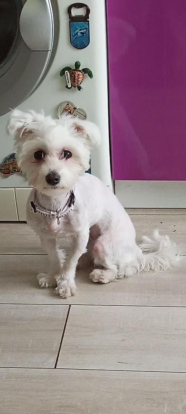 boks za pse: Mali kućni ljubimac – beli pas maltez tipa, uredno podšišan, sa crnim — 3