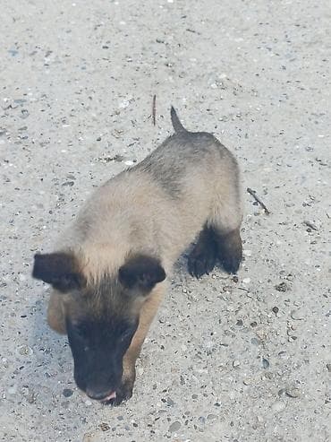 zuti psi: Štenci (verovatno tip belgijskog ovčara – malinoa) - Starost: mladi — 7