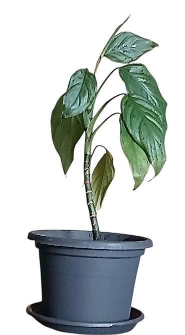 Sobna biljka Aglaonema Modestum u saksiji prečnika 18cm -