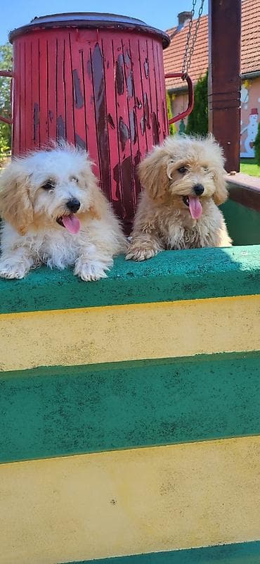 Maltipoo-Bipooo Na prodaju stenci oba pola ostenjeni 01.05.2026.Majka