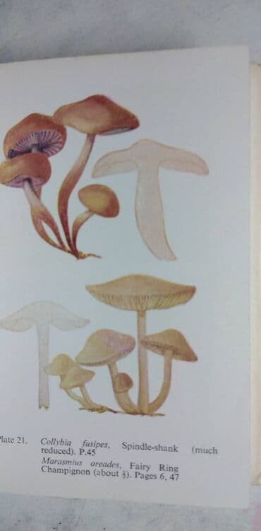 decija ilustrovana enciklopedija: Knjiga:The Observers Book of Common Fungi (O gljivama) format 15 cm — 4
