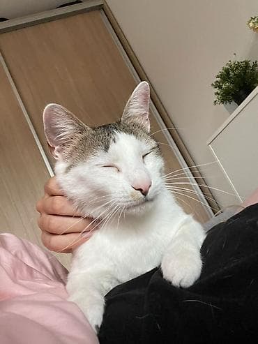 Nala traži dom Nala (rođena februar 2021) je nežna, mirna i privržena